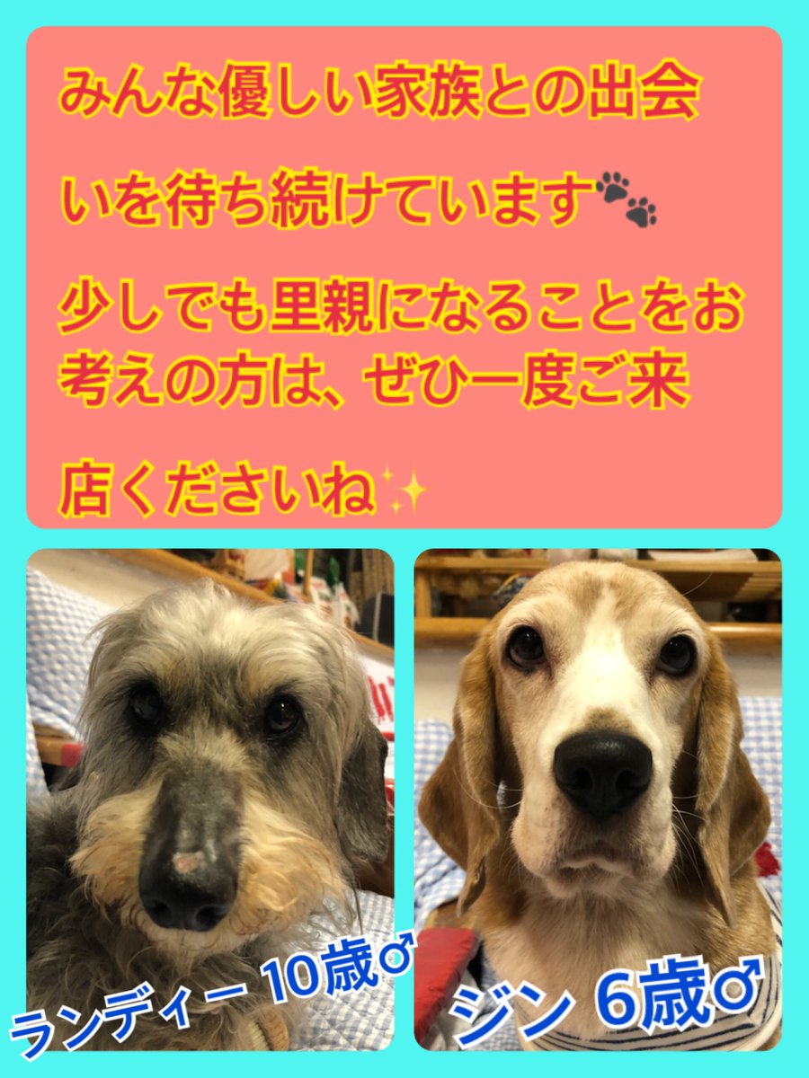 🐾今日の里親様募集中ワンコ🐶メンバーです🐾2020,4,27